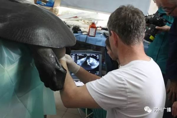 世界最孤独的中国神兽,全球十大孤独神兽