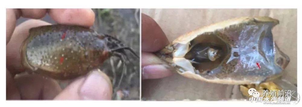 小龙虾常见疾病的防治,小龙虾常见疾病和图片
