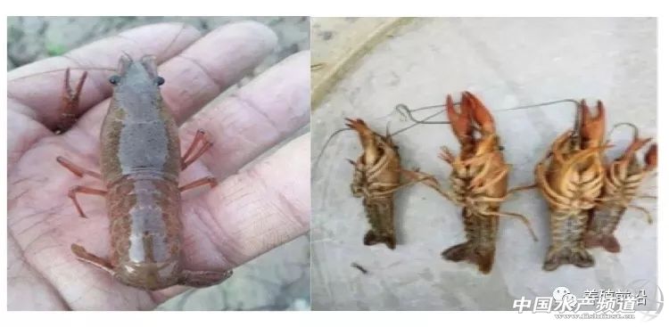 小龙虾常见疾病的防治,小龙虾常见疾病和图片