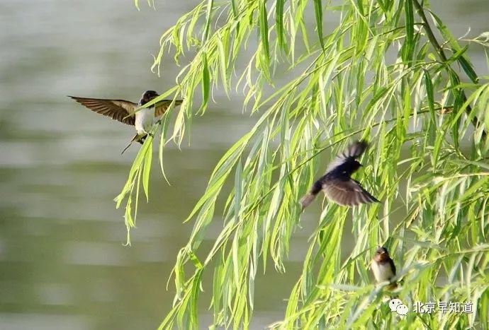 北京过敏鼻炎,北京治疗过敏鼻炎的医院