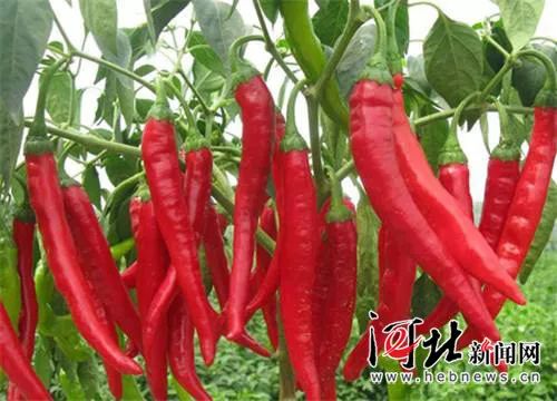 “小辣椒”成“大产业”，年产值达41.5亿元，河北这地是如何做到的？