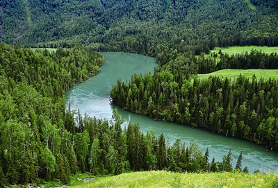 松树挺着铮铮的傲骨,松树在雪中傲然挺立