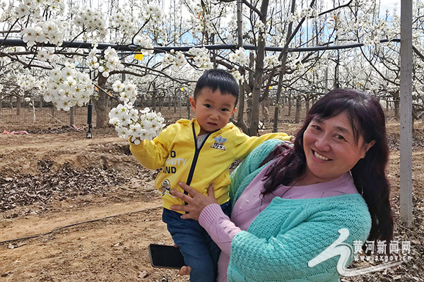 玉露香梨公梨变母梨,隰县玉露香梨种植利润