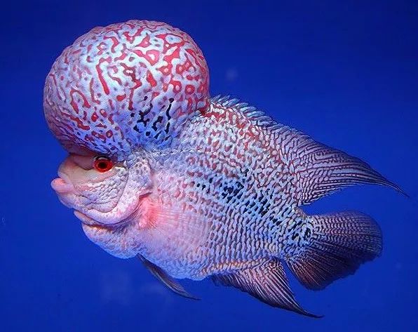 养罗氏虾经验,养罗非的正确方法和步骤