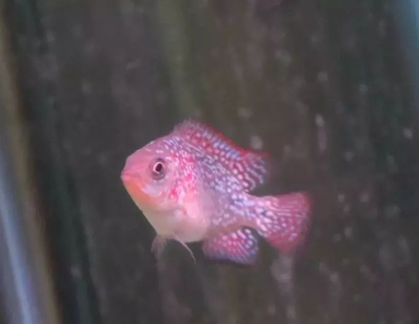 养罗氏虾经验,养罗非的正确方法和步骤