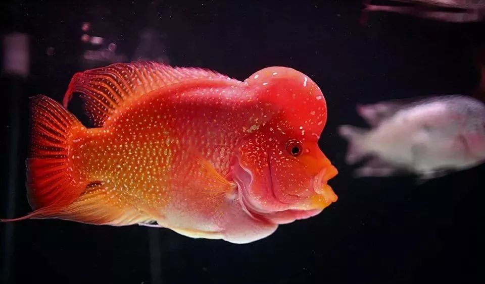 养罗氏虾经验,养罗非的正确方法和步骤