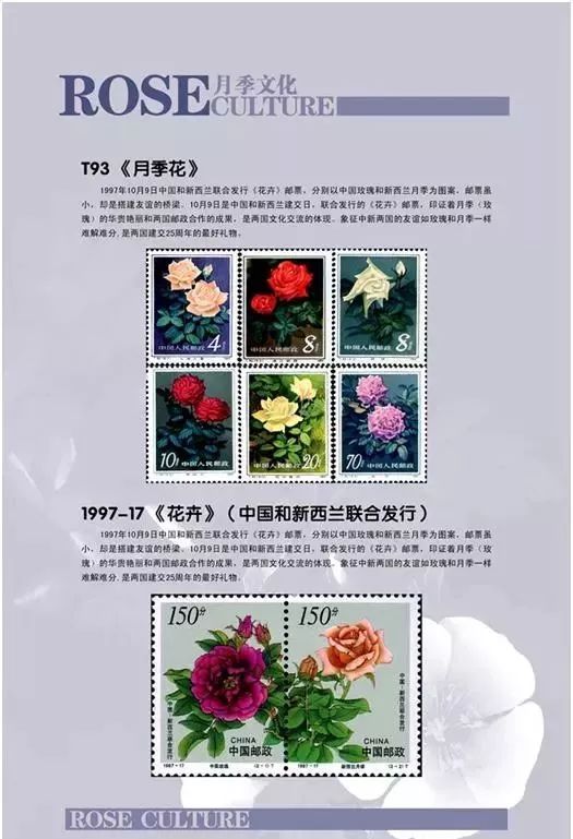 大美南阳月季盛开,南阳月季之乡标志图片