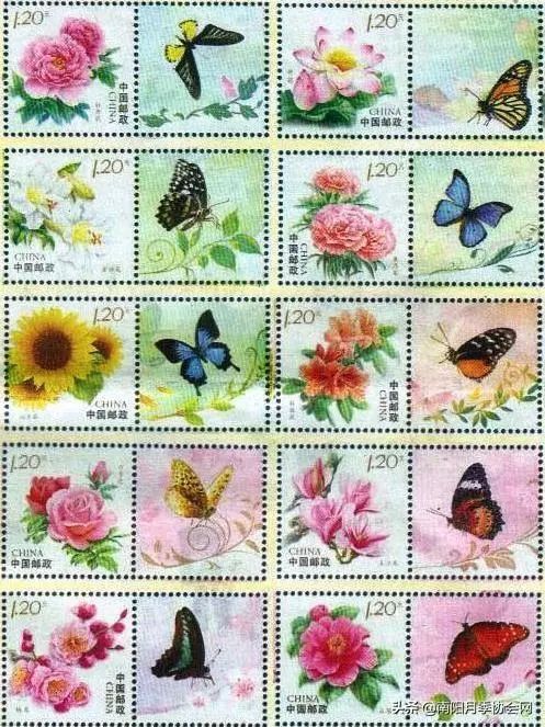 大美南阳月季盛开,南阳月季之乡标志图片