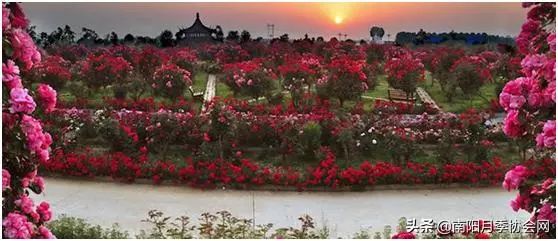 大美南阳月季盛开,南阳月季之乡标志图片