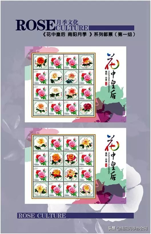 大美南阳月季盛开,南阳月季之乡标志图片