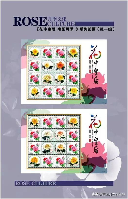 大美南阳月季盛开,南阳月季之乡标志图片