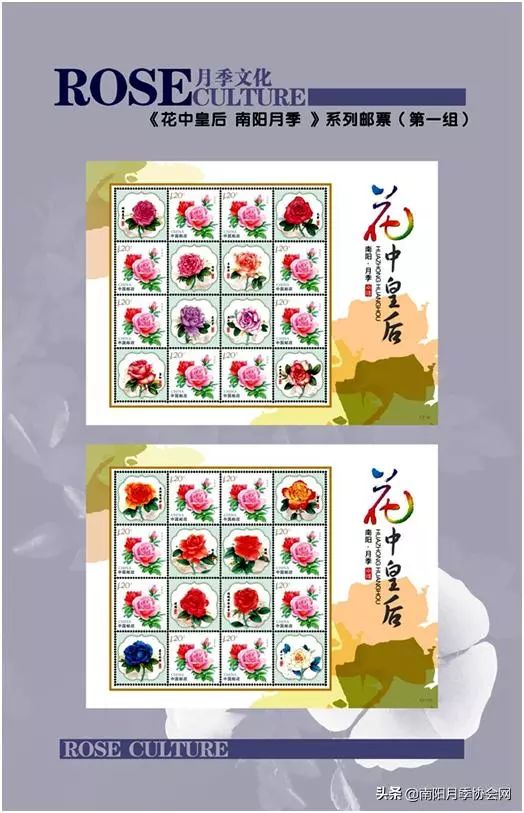 大美南阳月季盛开,南阳月季之乡标志图片