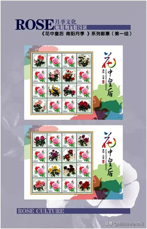 大美南阳月季盛开,南阳月季之乡标志图片