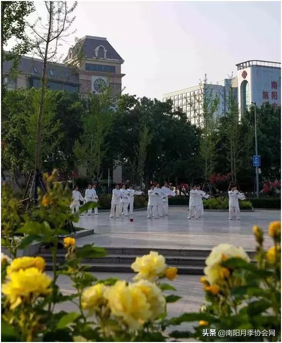 大美南阳月季盛开,南阳月季之乡标志图片