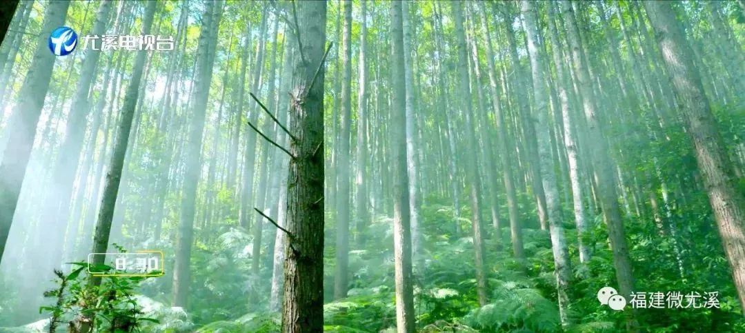 尤溪汤川最高山峰排名,尤溪十大高峰排名