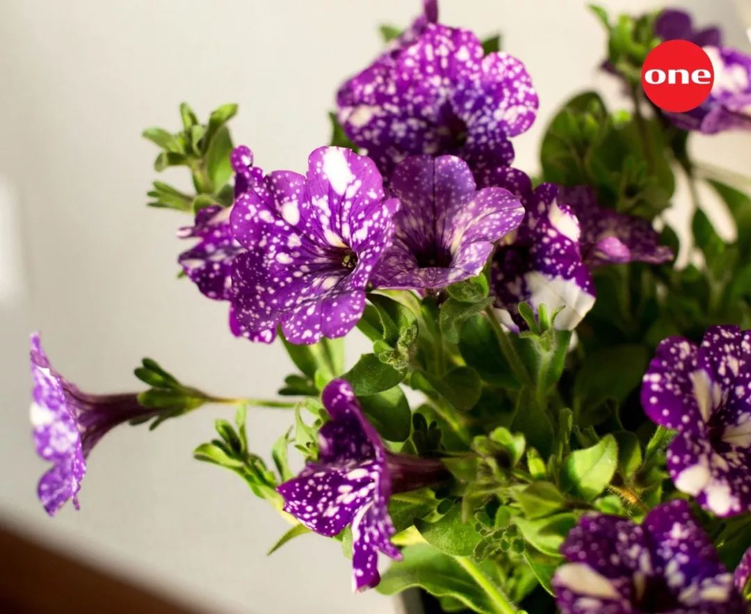 搴蜂箖棣╨ove,搴蜂箖棣╨ove缁勫悎