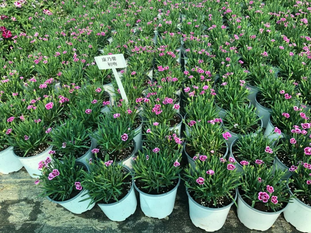 搴蜂箖棣╨ove,搴蜂箖棣╨ove缁勫悎