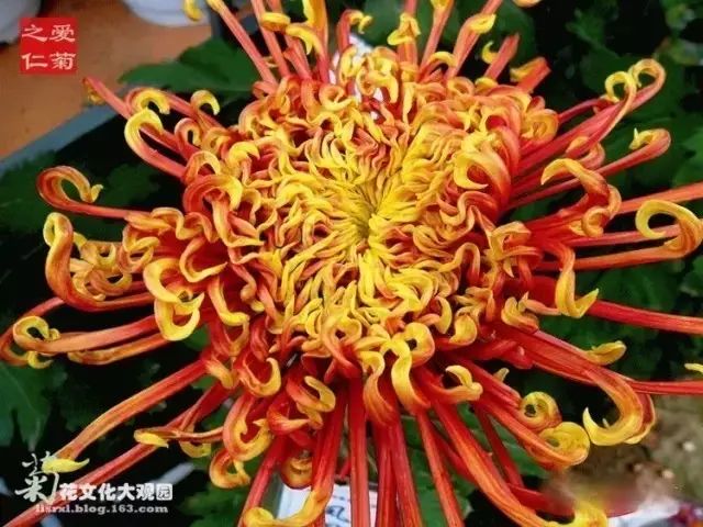 世界最美菊花图整整80种太珍贵了,世界上最美的菊花叫什么名字