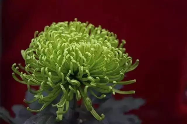 世界最美菊花图整整80种太珍贵了,世界上最美的菊花叫什么名字