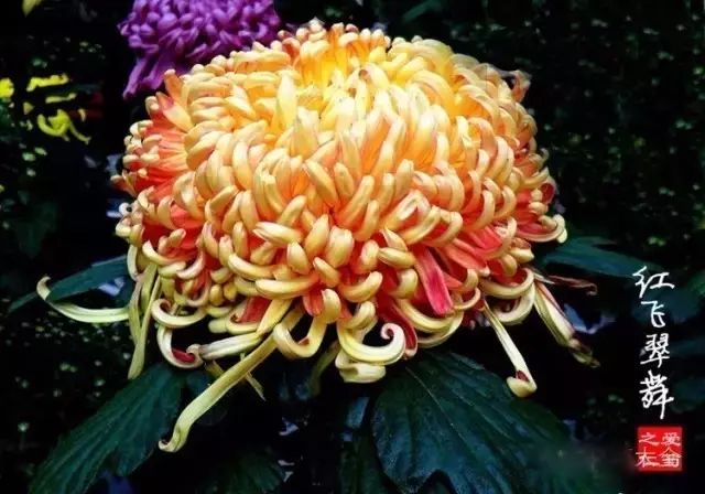 世界最美菊花图整整80种太珍贵了,世界上最美的菊花叫什么名字