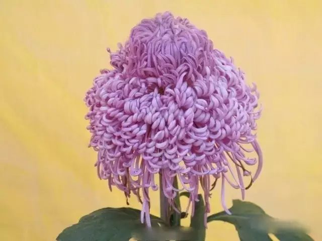 世界最美菊花图整整80种太珍贵了,世界上最美的菊花叫什么名字