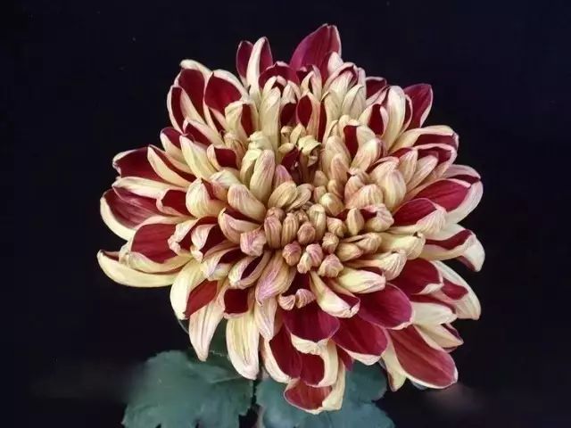 世界最美菊花图整整80种太珍贵了,世界上最美的菊花叫什么名字