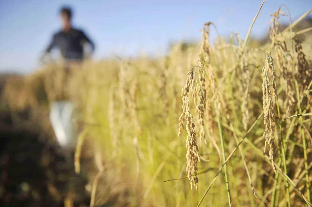 假农药案中案,假农药致农户损失惨重