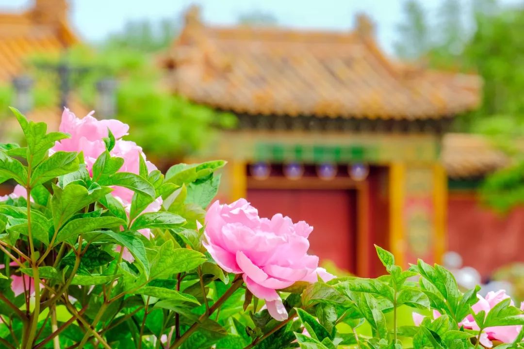 今日谷雨百谷生长万物更新,今日谷雨雨生百谷万物逢时皆美好