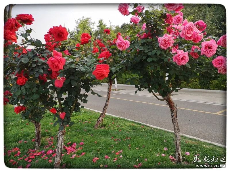 云南昆明花之都鲜花,昆明鲜花之都