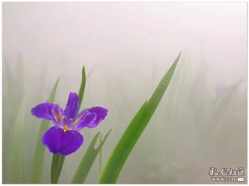 云南昆明花之都鲜花,昆明鲜花之都
