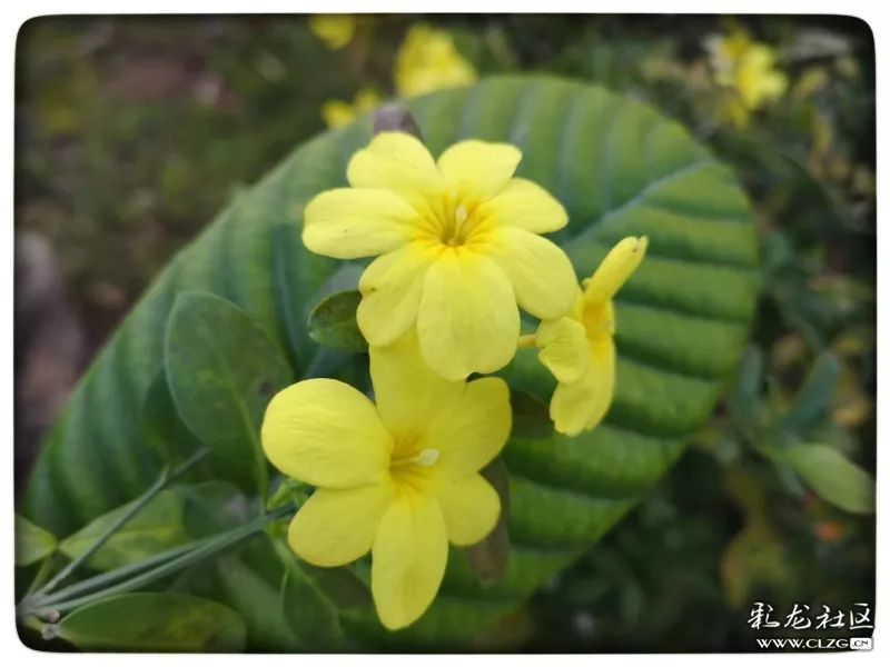 云南昆明花之都鲜花,昆明鲜花之都