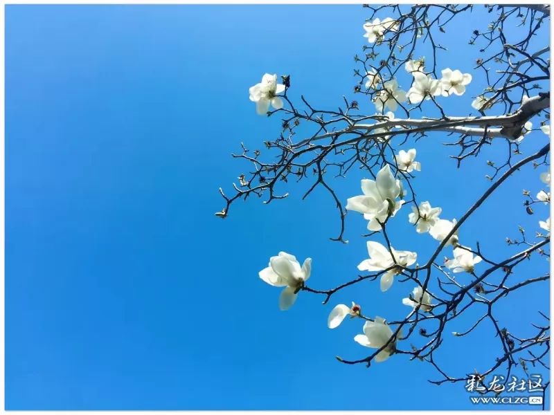 云南昆明花之都鲜花,昆明鲜花之都