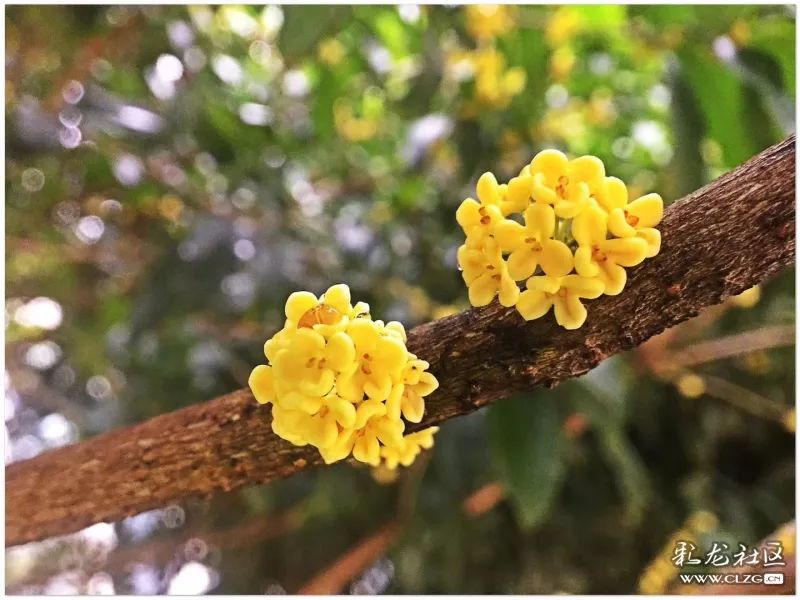 云南昆明花之都鲜花,昆明鲜花之都