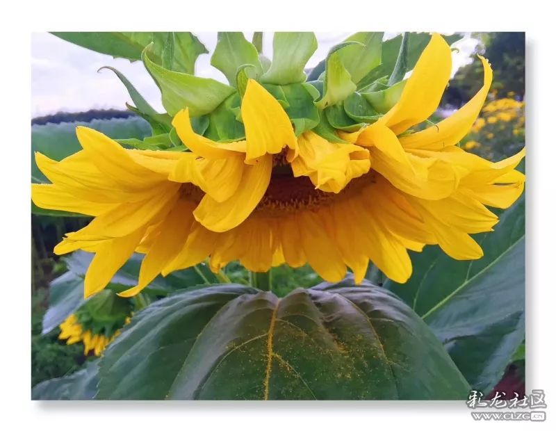 云南昆明花之都鲜花,昆明鲜花之都