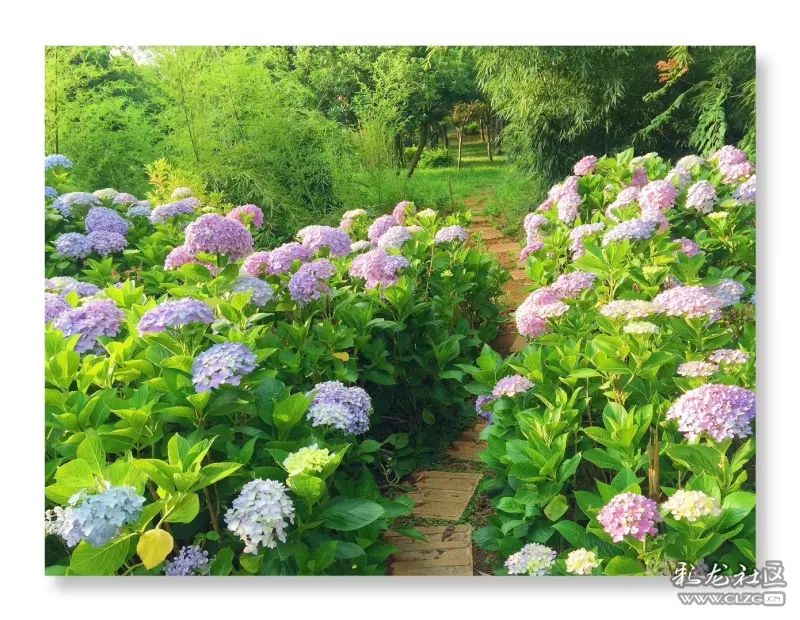 云南昆明花之都鲜花,昆明鲜花之都