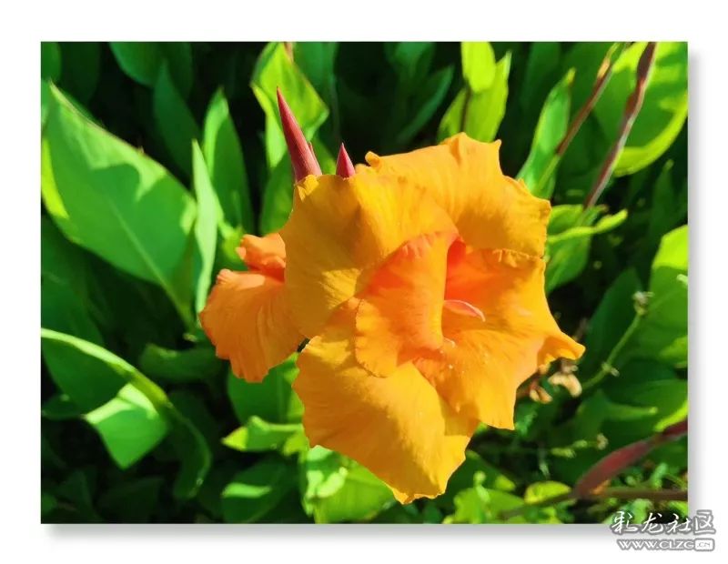 云南昆明花之都鲜花,昆明鲜花之都