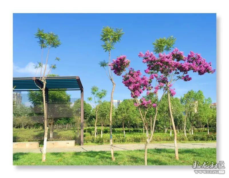 云南昆明花之都鲜花,昆明鲜花之都