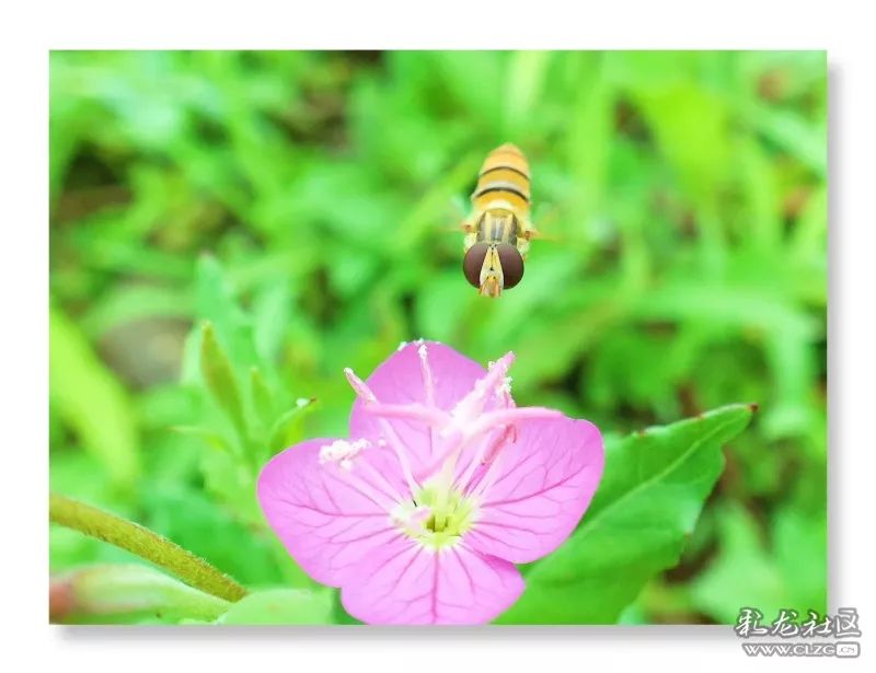 云南昆明花之都鲜花,昆明鲜花之都
