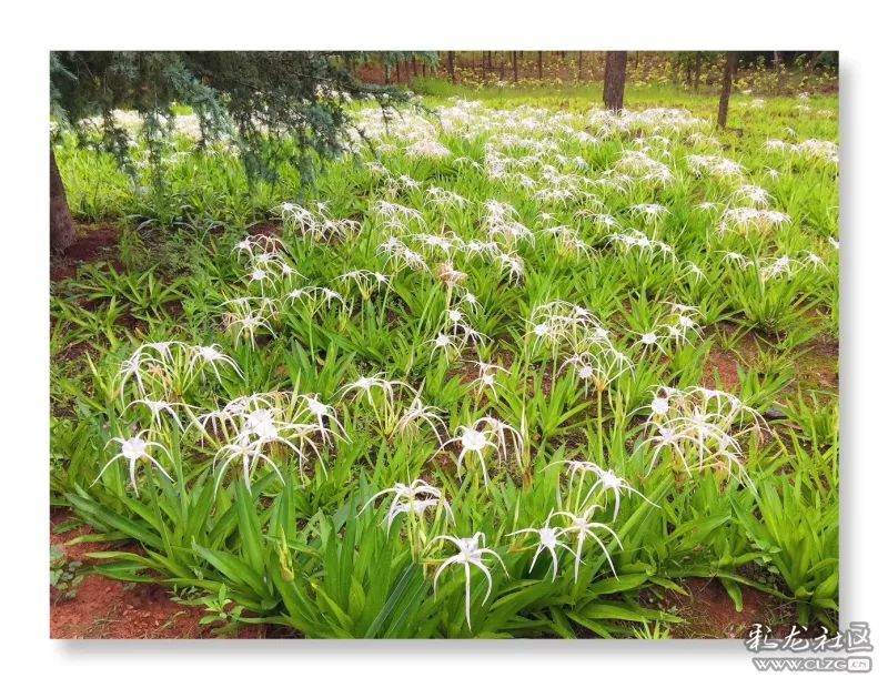云南昆明花之都鲜花,昆明鲜花之都