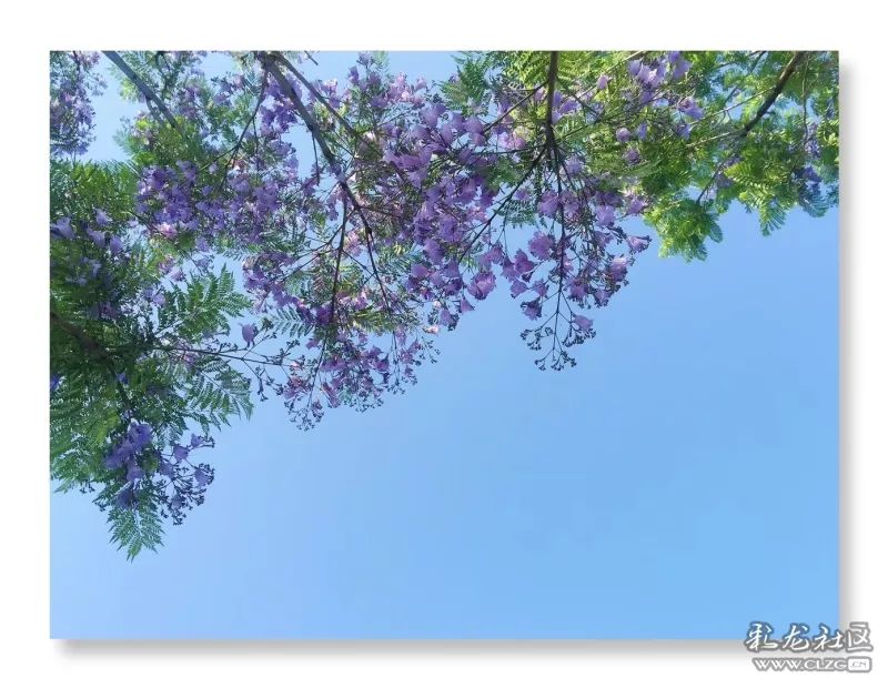 云南昆明花之都鲜花,昆明鲜花之都