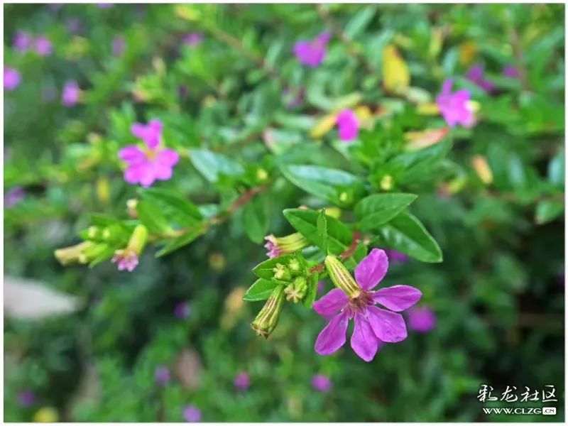 云南昆明花之都鲜花,昆明鲜花之都