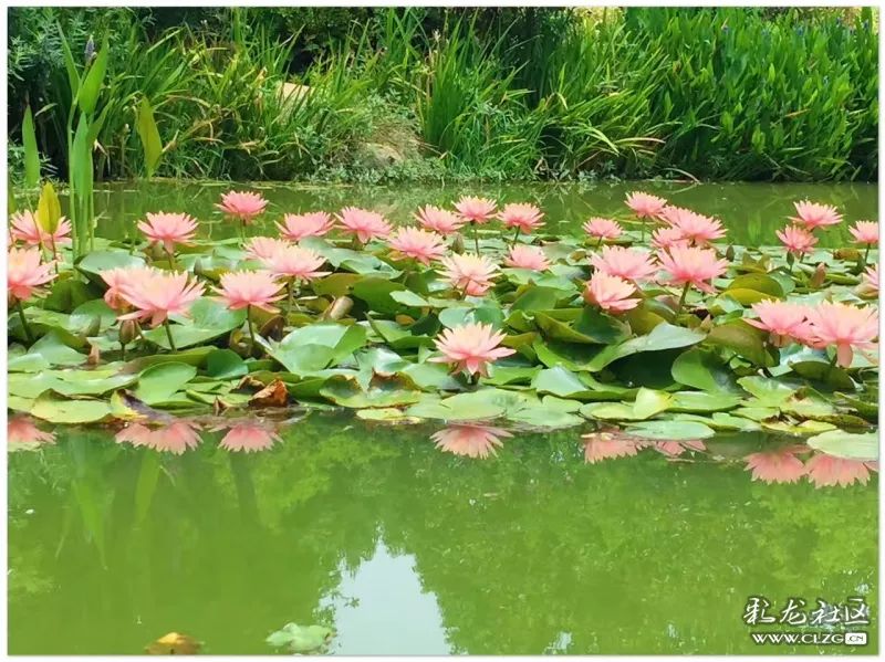 云南昆明花之都鲜花,昆明鲜花之都
