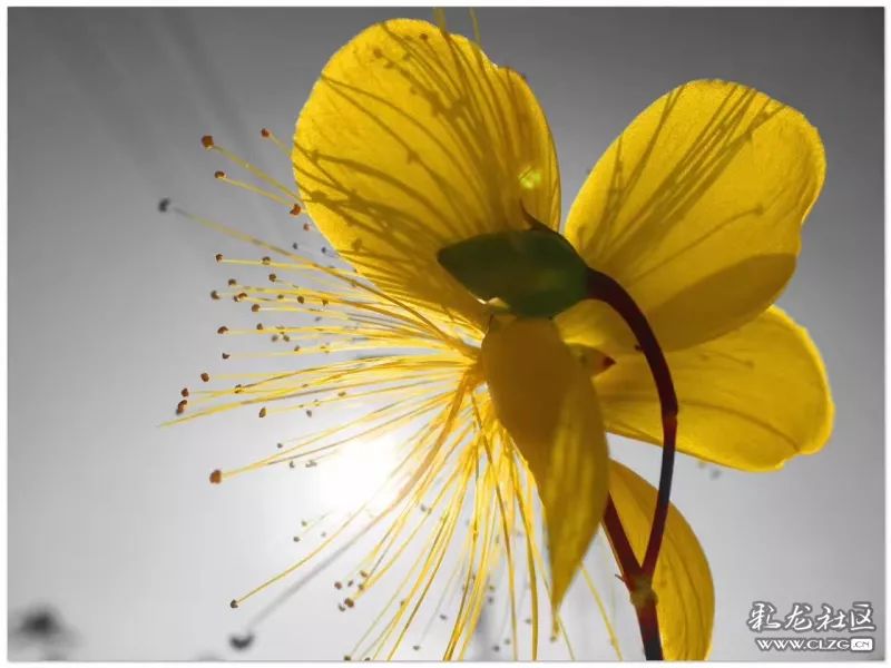 云南昆明花之都鲜花,昆明鲜花之都