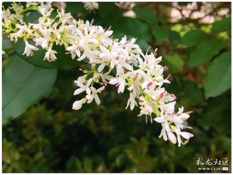 云南昆明花之都鲜花,昆明鲜花之都