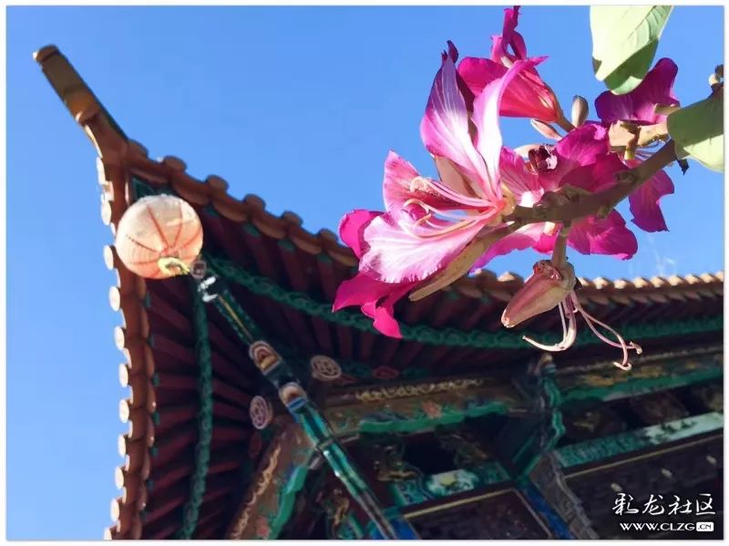 云南昆明花之都鲜花,昆明鲜花之都