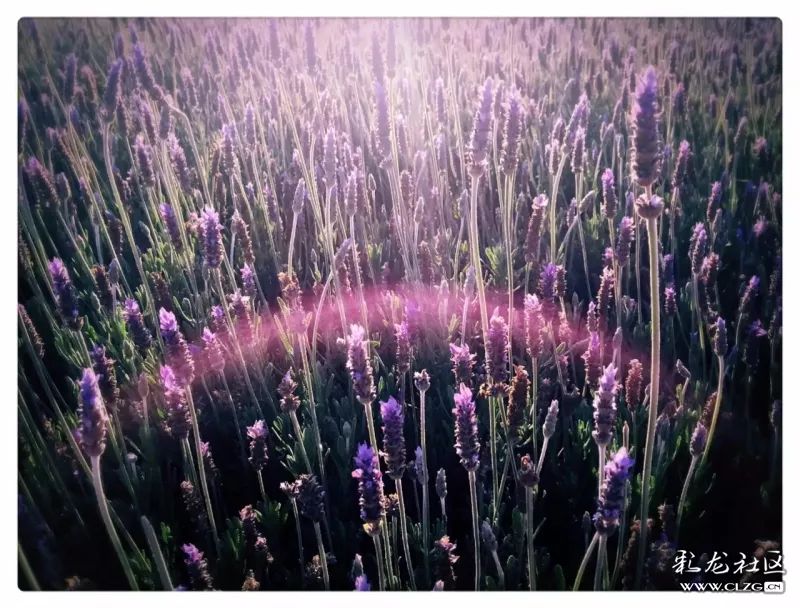 云南昆明花之都鲜花,昆明鲜花之都