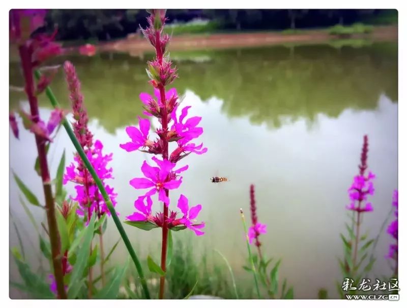云南昆明花之都鲜花,昆明鲜花之都