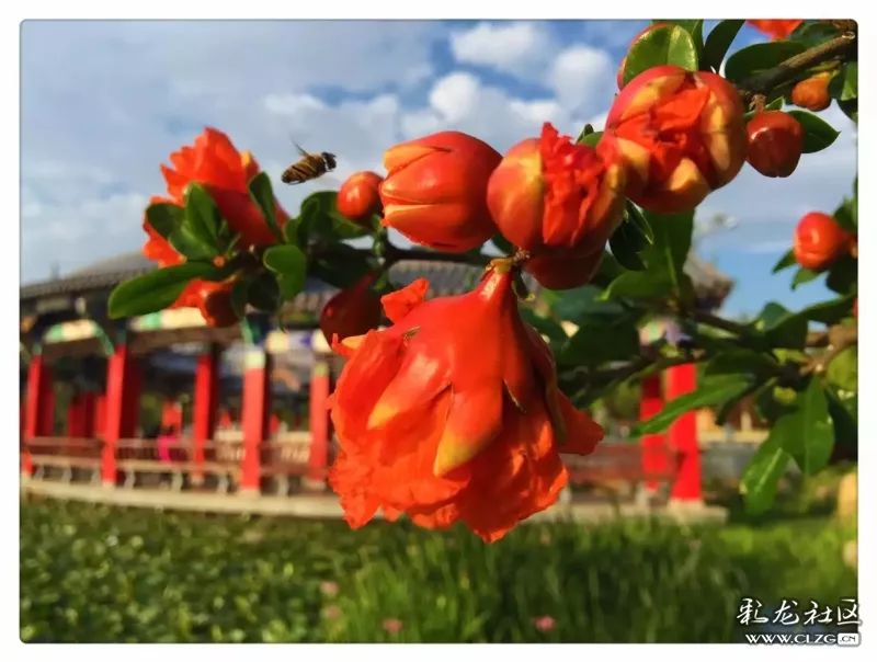 云南昆明花之都鲜花,昆明鲜花之都