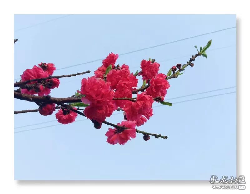 云南昆明花之都鲜花,昆明鲜花之都