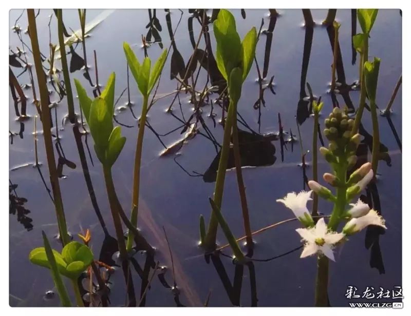 云南昆明花之都鲜花,昆明鲜花之都